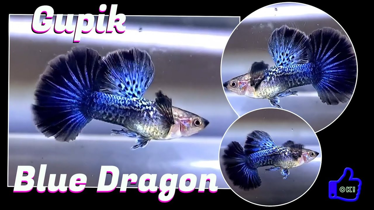 Klasowa Odmiana  - Gupik Blue Dragon Juvenile / Gupiki Świata.