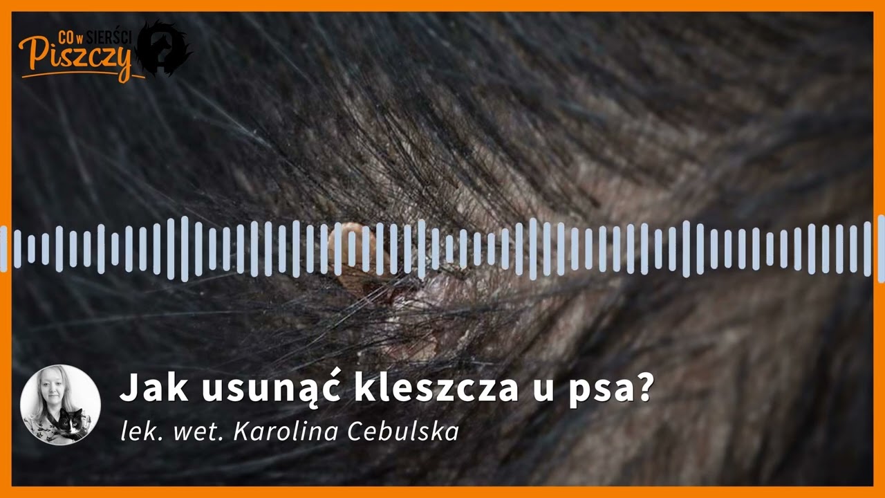 Jak usunąć kleszcza u psa | Lek. wet. Karolina Cebulska