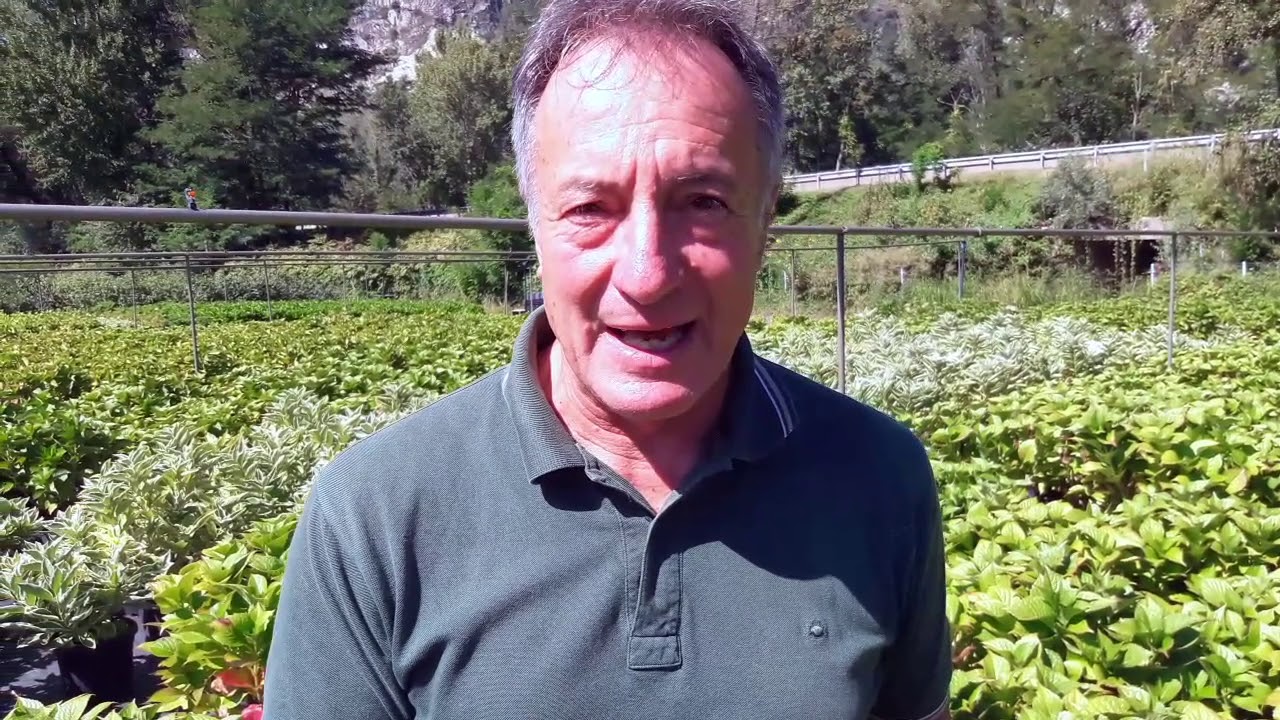 Ecco cosa fare con l'ortensia che non ha fatto fiori