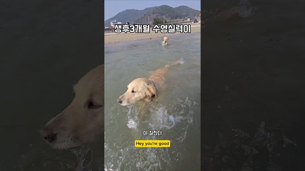 생후 3개월 수영실력이 !!!물트리버 !!! #남해 #몽실이 #강아지 #pets #뽀끄미 #puppy #수영