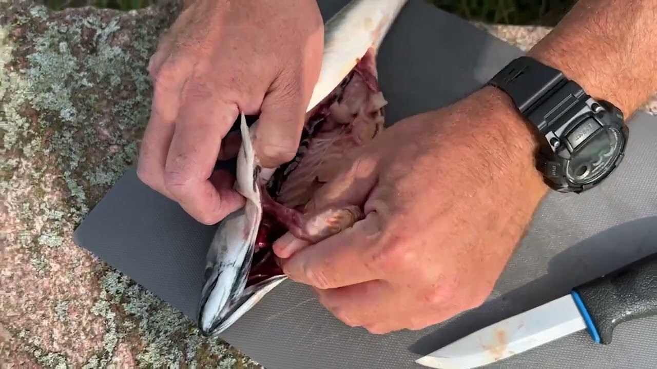 S&aring;dan renser du en fisk