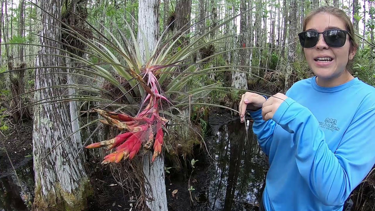 Everglades Classroom: Wetland Habitats K-5