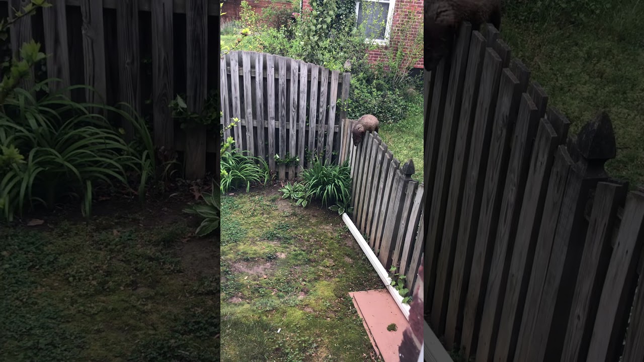 Groundhog Plays DeFENSE!