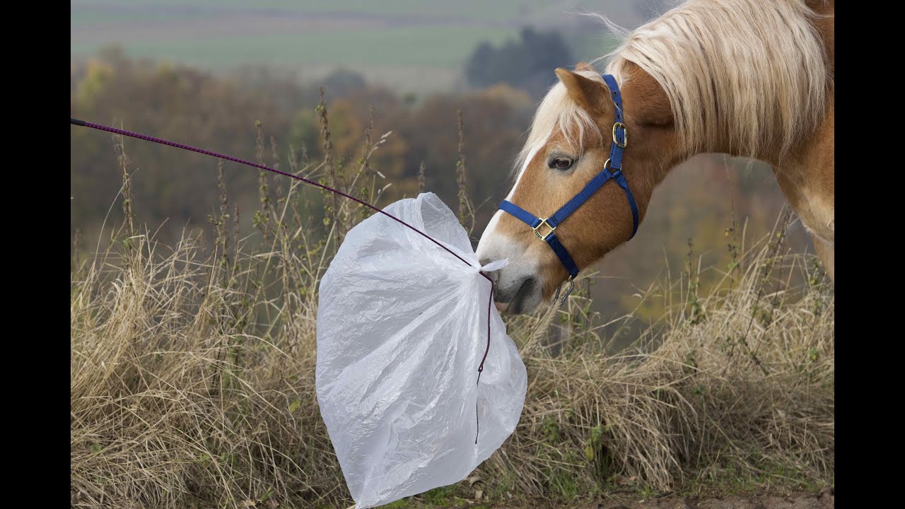 Dein Pferd ist schreckhaft und unsicher? Mit dieser Methode lernt es dir zu vertrauen.