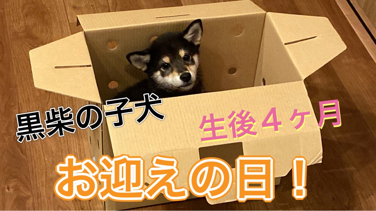 vol.1 はじめまして、ボクは空(くう)！【黒柴】【柴犬】生後４ヶ月の仔犬をお迎え！