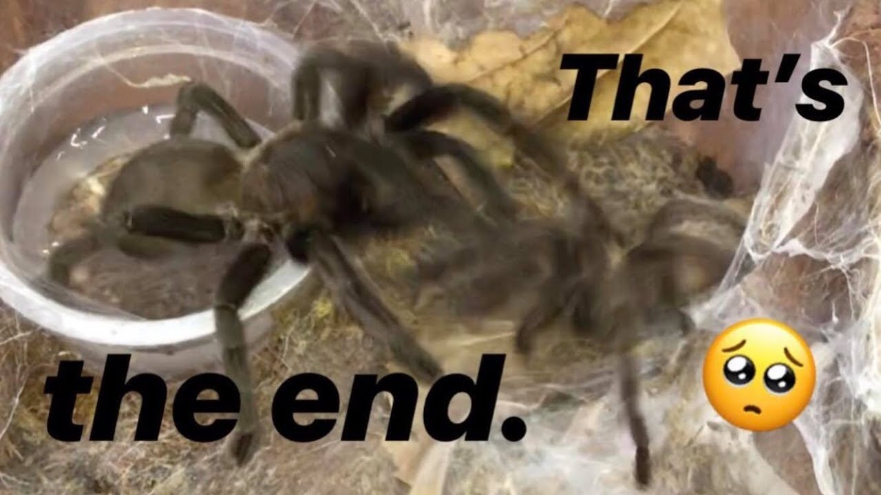Tarantula pairing DIDN&rsquo;T GO AS PLANNED ~ RIP, dude.