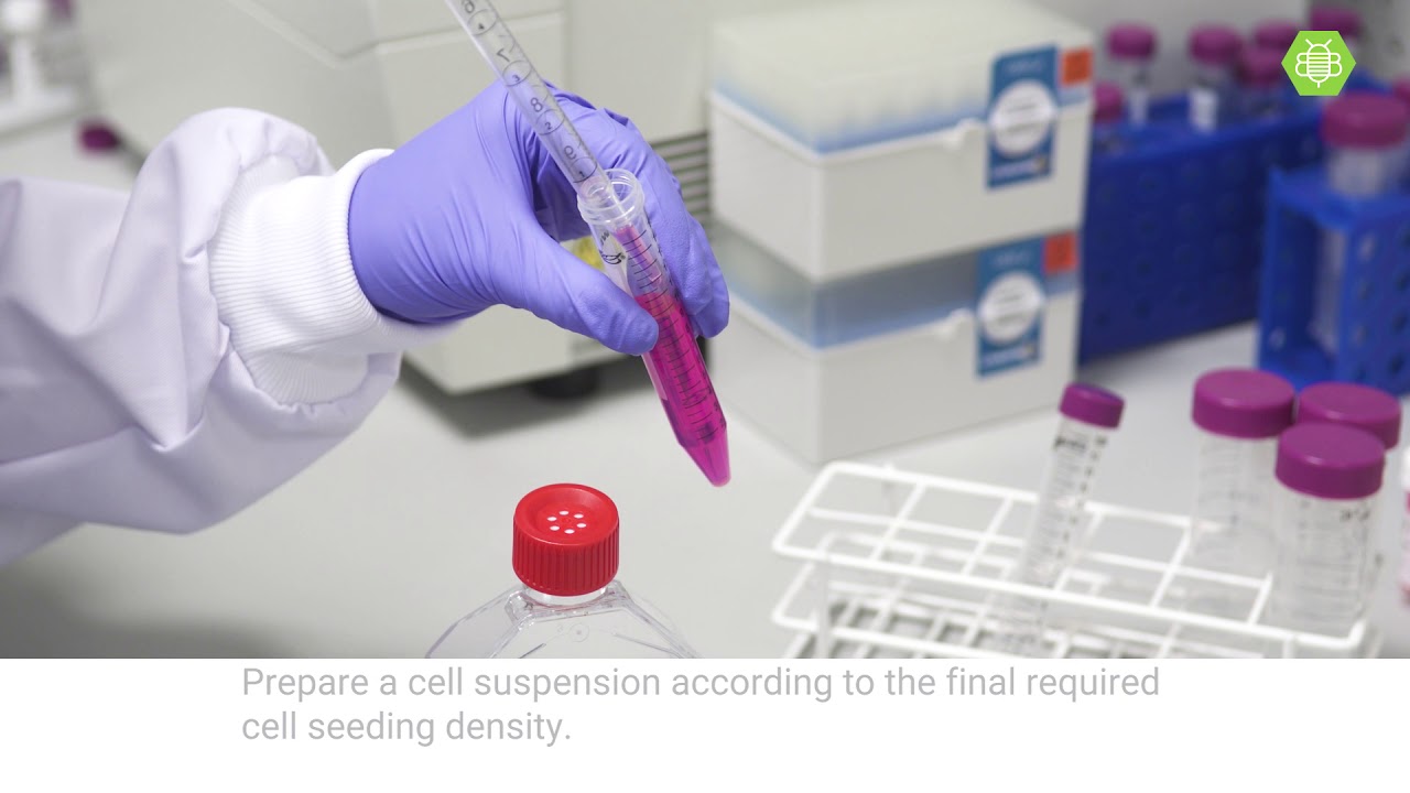 How to perform 2D cell culture