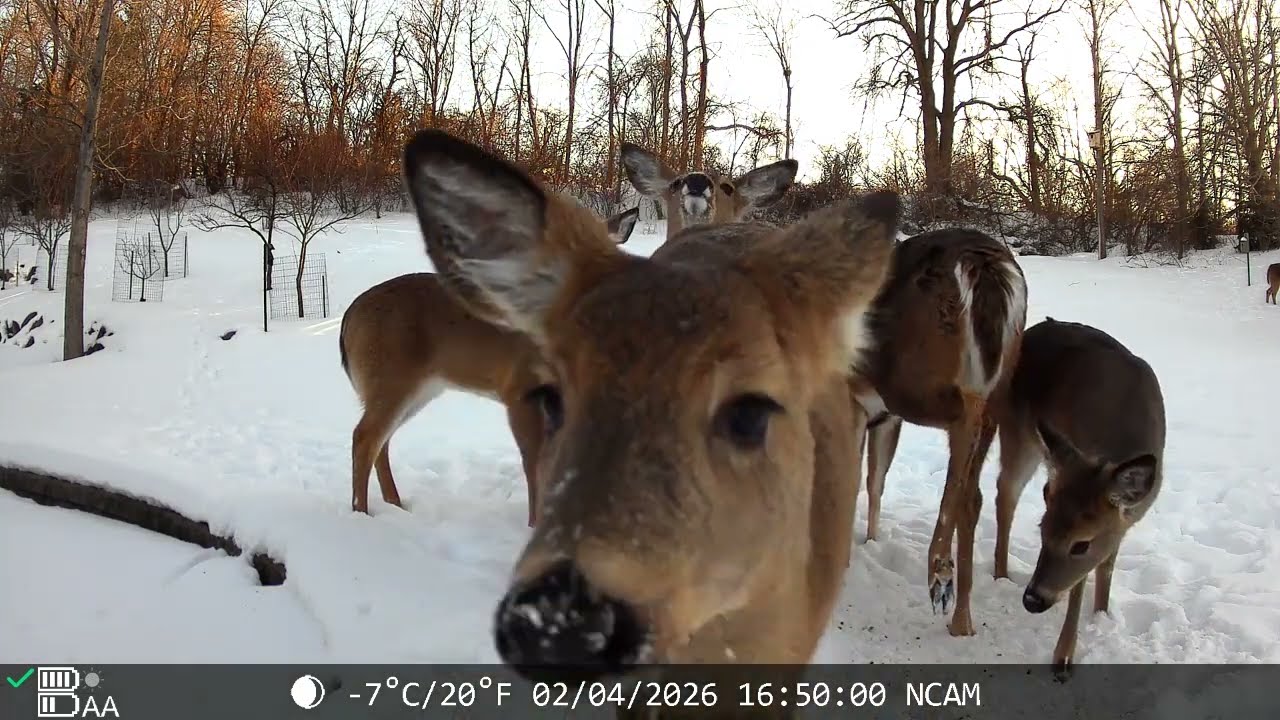 NATCAM: Deer Herd Swarms My Nature Camera!!! 2/4-5/2026  #viral  #nature #deer