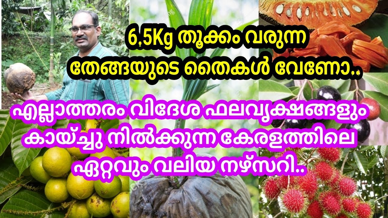 വെറൈറ്റി വിദേശ പഴചെടികൾ കായ്ച്ചു നിൽക്കുന്ന മദർ പ്ലാന്റുള്ള നഴ്സറി/ഇനി ഒരു തേങ്ങ മതി ഒരാഴ്ചത്തേക്ക്😍