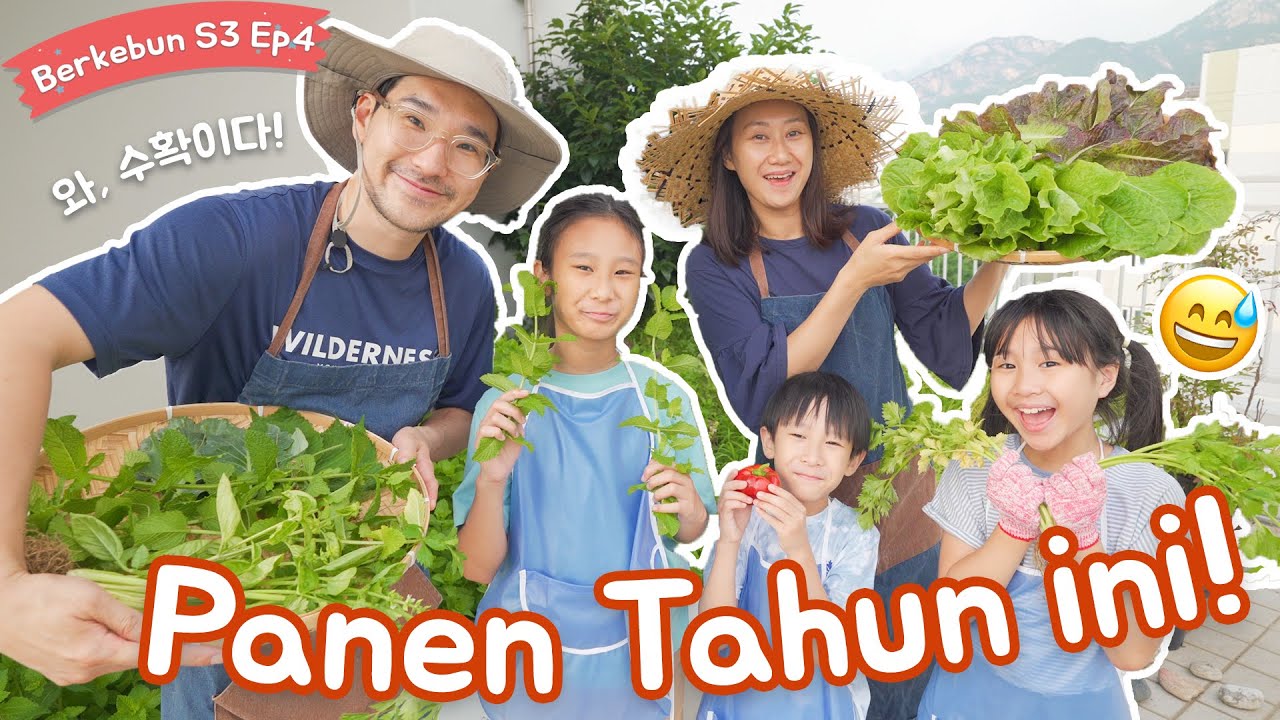 SAATNYA PANEN KEBUN TAHUN INI!! 👨‍🌾