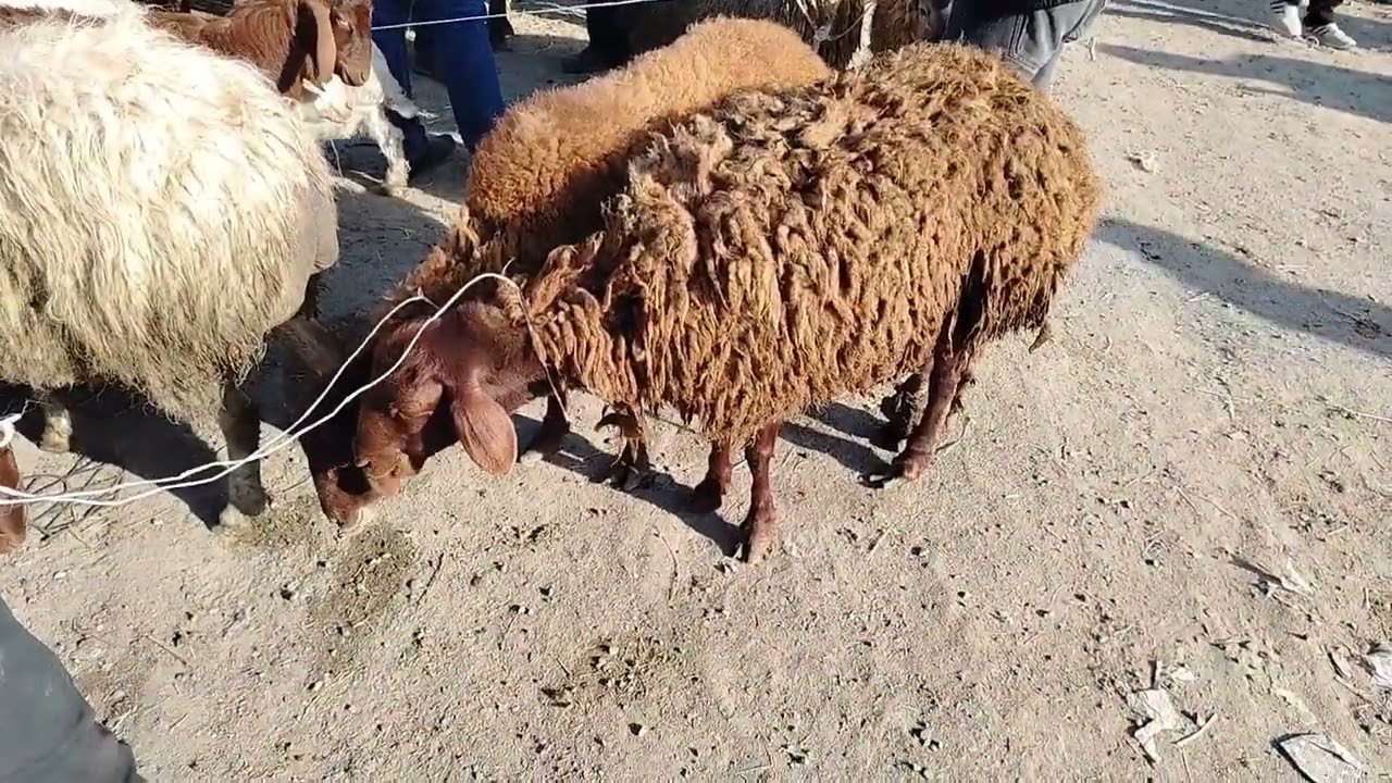 16.03.2025.MAŞTAĞA. QOYUN. KEÇİ. MAL. BAZARI.    🇦🇿