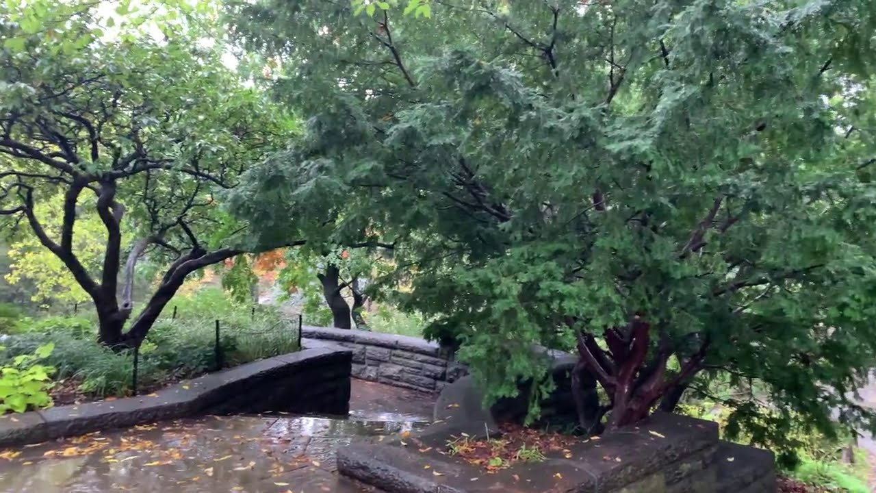 ⁴ᴷ⁶⁰ Afternoon Walk in the Rain in Central Park, New York City