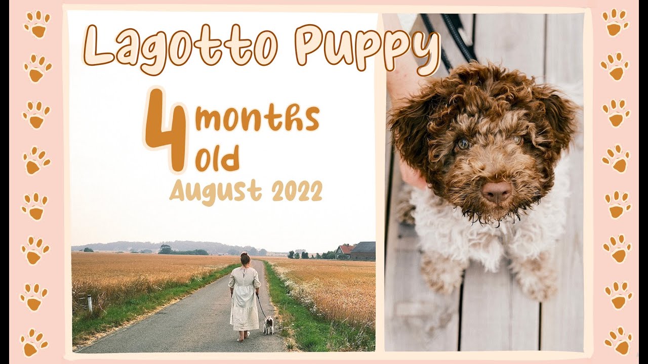 Lagotto Puppy 4 months old (August 2022)
