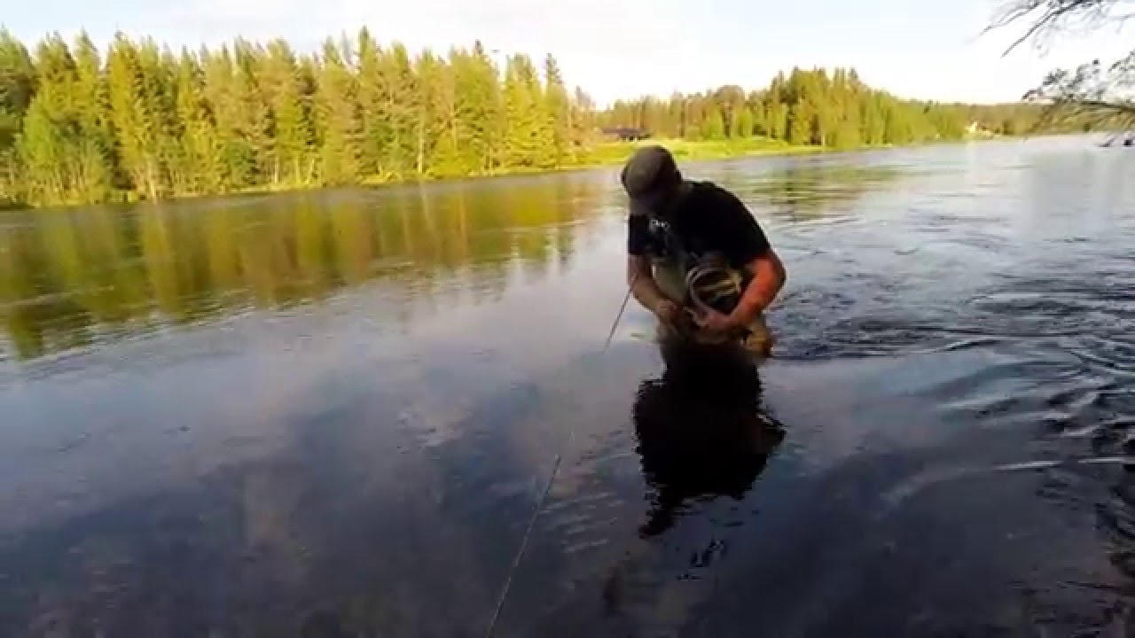 Flyfishing Rena 2015. Dryfly fishing Norway.