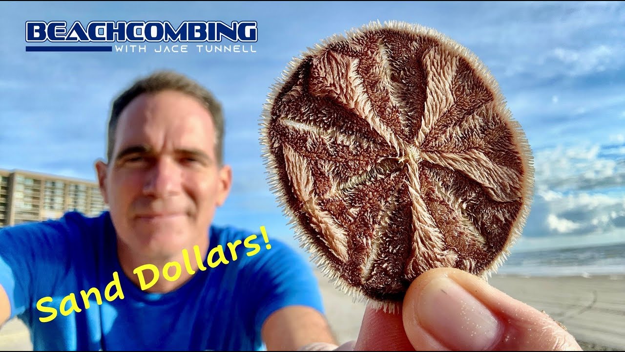 Beachcombing - Sand Dollars