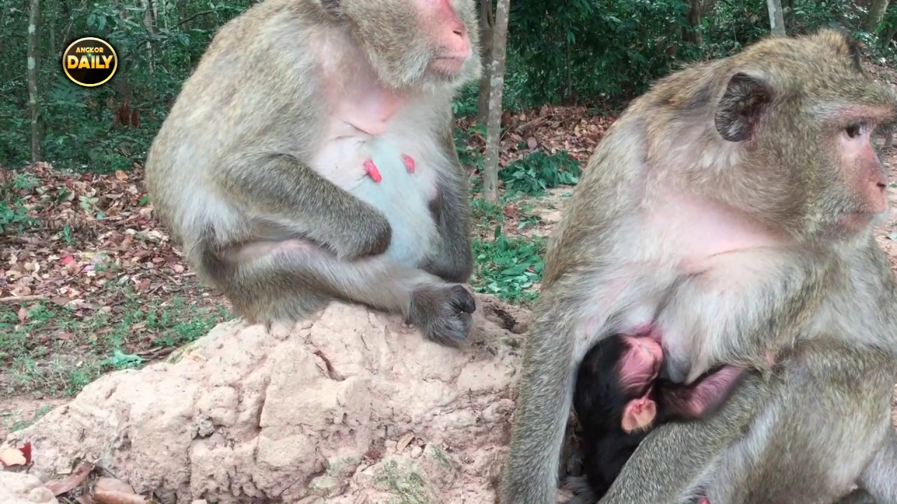 New baby now 2 day old.[Angkor Daily]