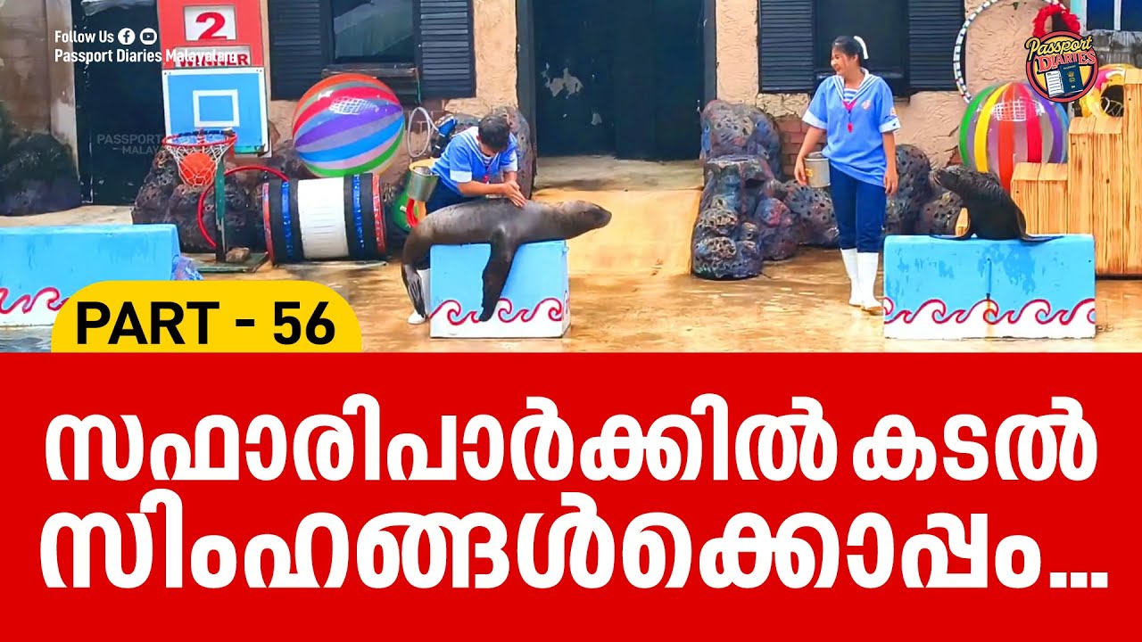 സഫാരിപാർക്കിൽ കടൽ സിംഹങ്ങൾക്കൊപ്പം | SAFARI WORLD BANGKOK | THAILAND VLOG | PART 56