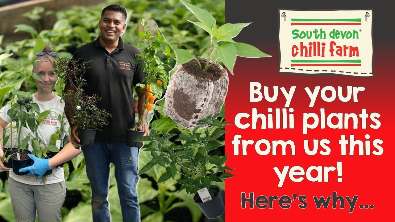 Почему стоит в этом году покупать рассаду перца чили на ферме South Devon Chilli Farm?