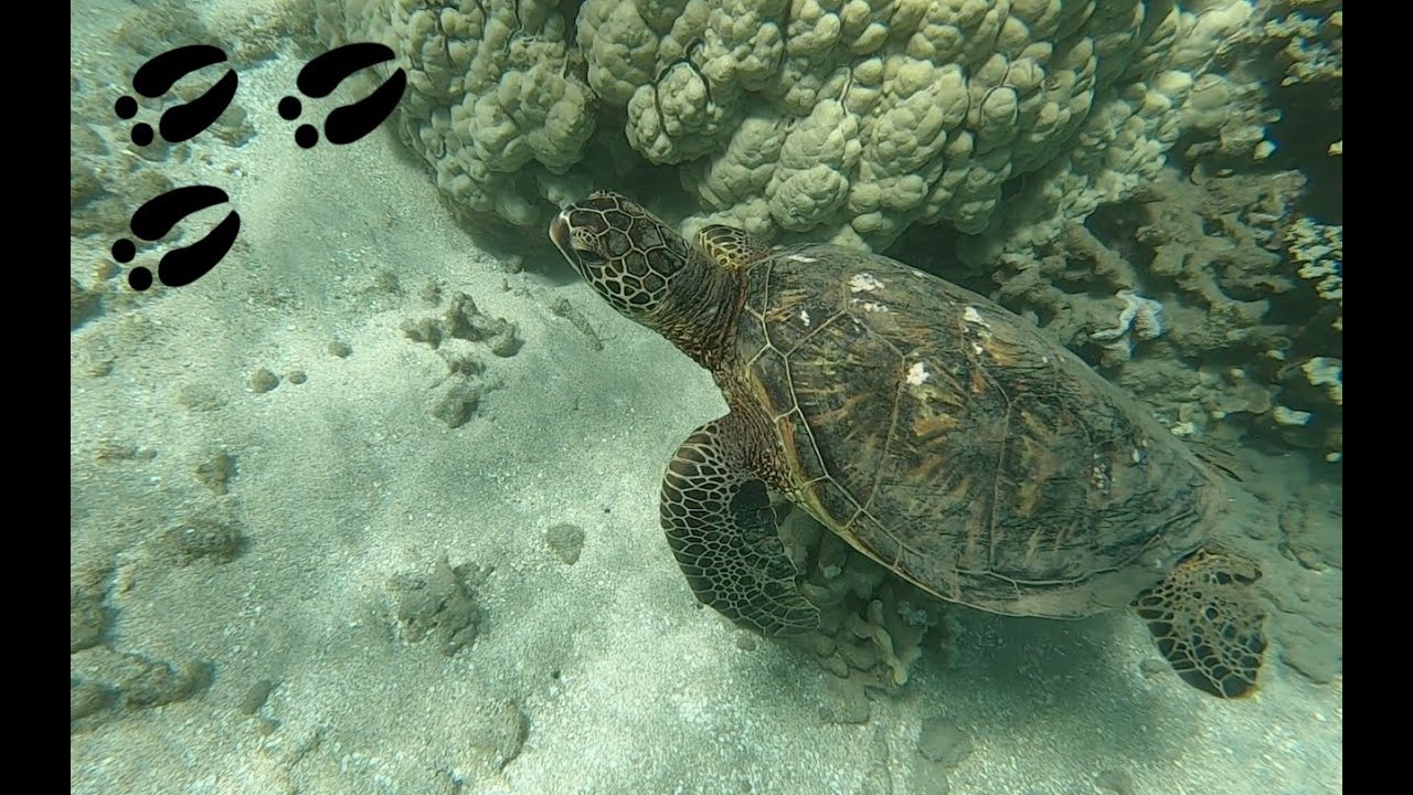 S3 - E7 Vacation to Maui in the Hawaiian Islands