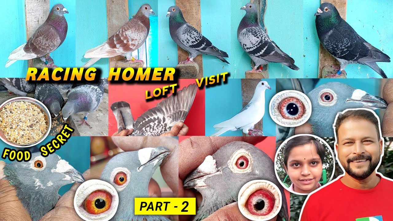 Racing Homer Pigeons Of Asim Mondal (2024)in INDIA | Part - 2 | Homer Kabootar