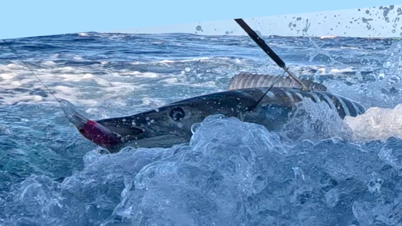 Makaira Oct 23, 27, 31  Three days, Three Wahoo