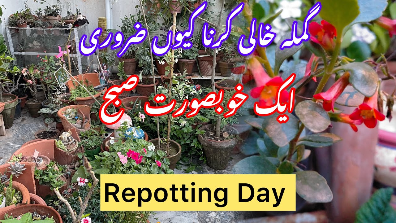 Plant Repotting| Why Empty Old Pots| Morning Garden Tour| Repotting Plants the Right Way