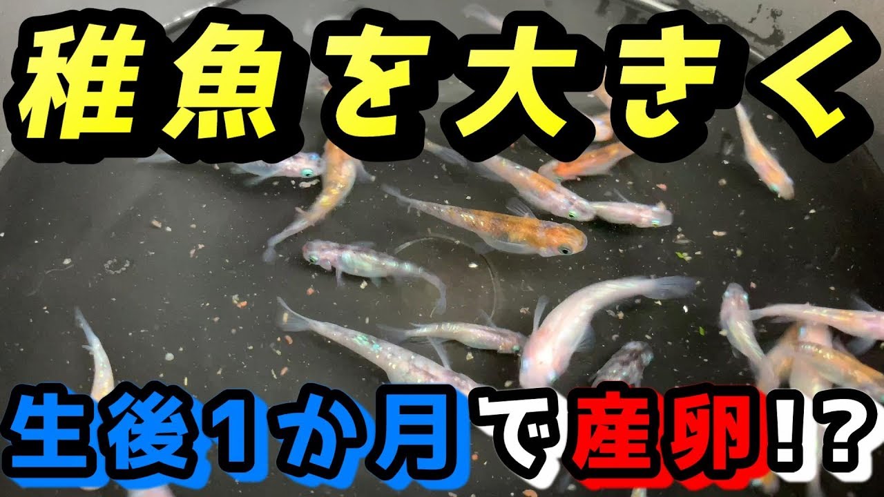 生後1か月で産卵！？メダカの稚魚を早く大きくする方法【媛めだか/繁殖/育て方/針子】