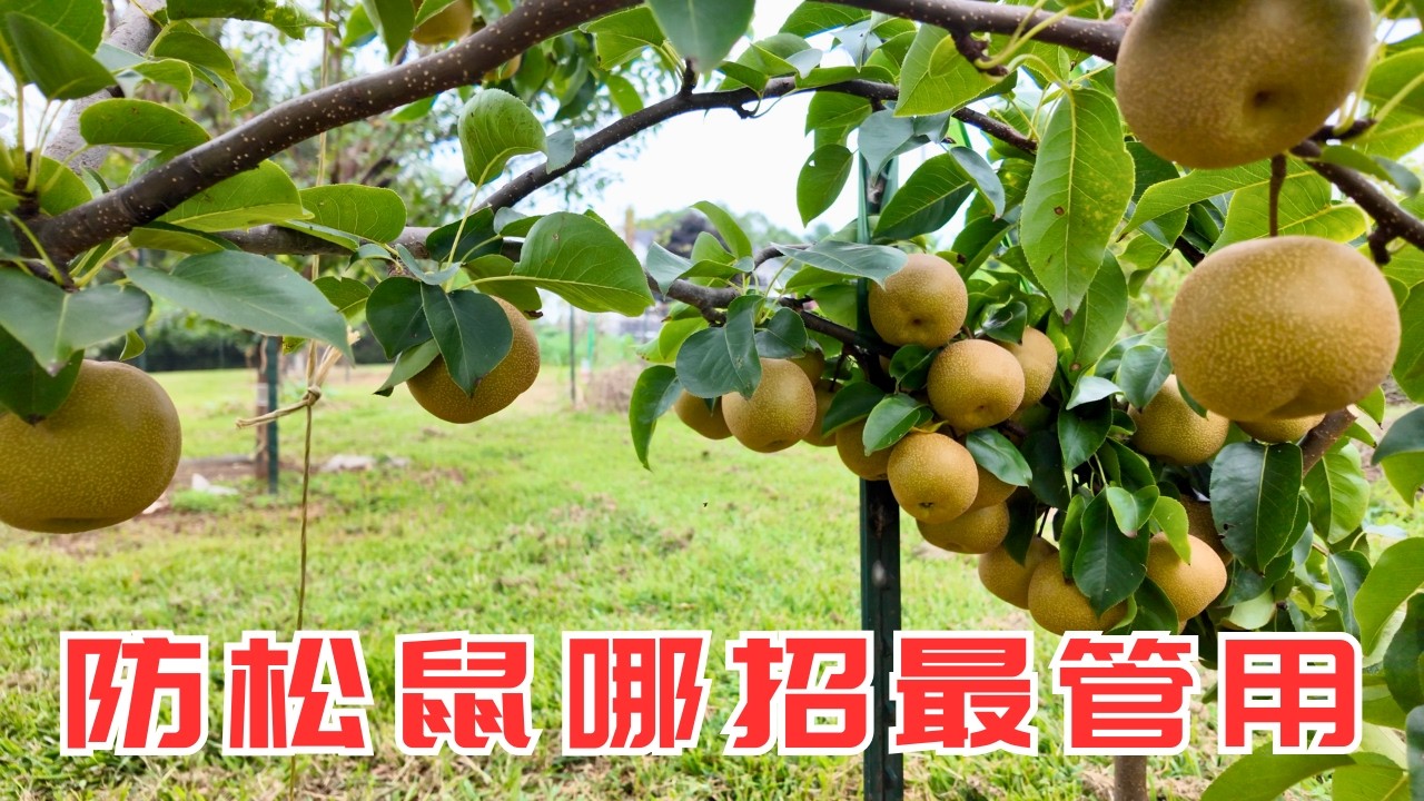 后院果园防松鼠的各种手段，哪种最有效呢？哪种容易实践？
