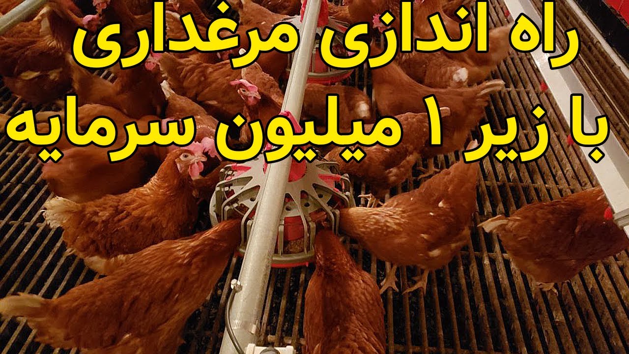 راه اندازی یک مرغداری با 1 میلیون تومن سرمایه اولیه