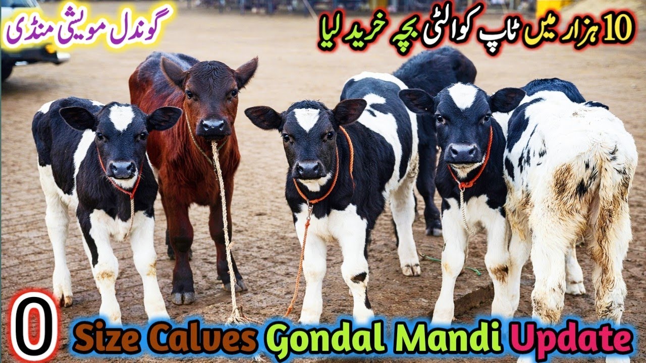 Gondal Mandi latest update 25Jan 2026! Farming wala chota Mall! imported heifers katy Katya!#heifer