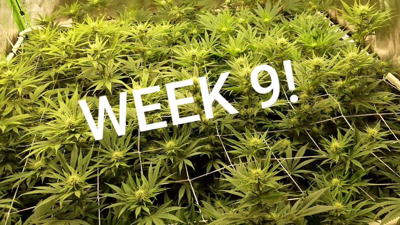 Week 9 of Mandarin Sunset from Ethos 🌅🍊terp heaven!