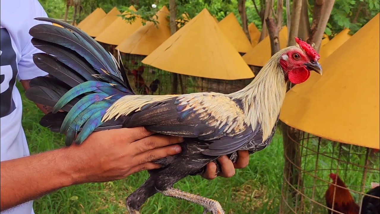 Desde San Antonio una diversidad increíble de plumas