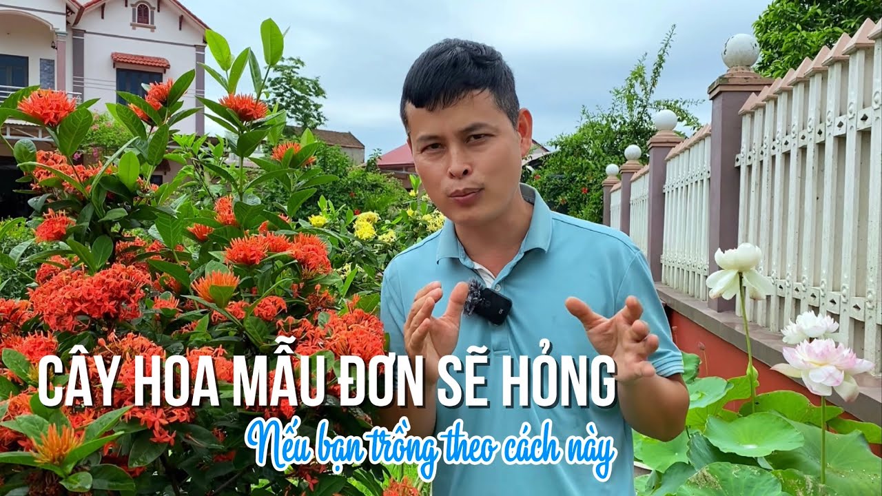 Cây hoa Mẫu Đơn sẽ Hỏng nếu bạn trồng theo cách này