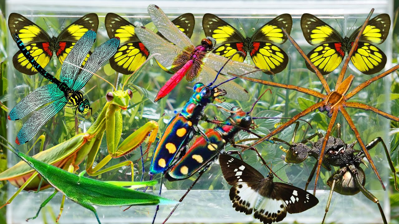 Wild Bug Hunting: Catching Beautiful Butterflies, Rare Beetles, Mantises & More Amazing Insects!
