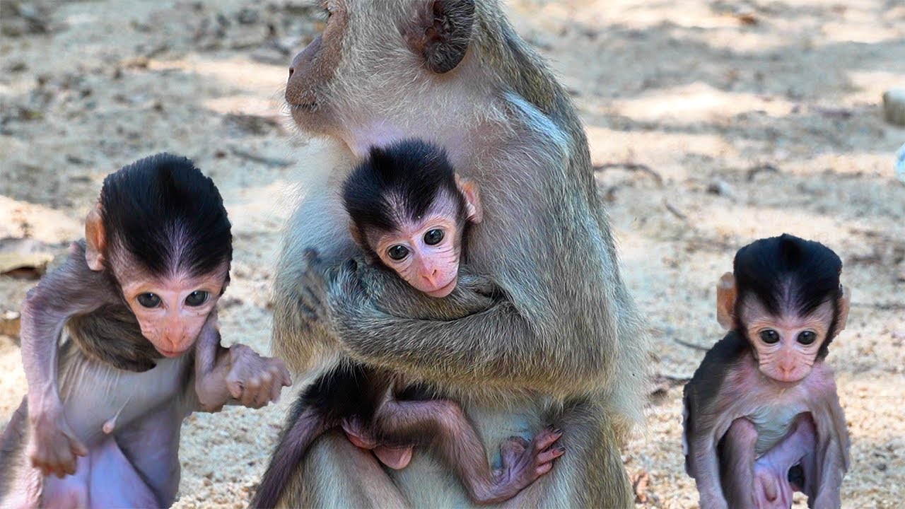 Adorable Baby Monkey Cuddles with Mommy to Stay Warm