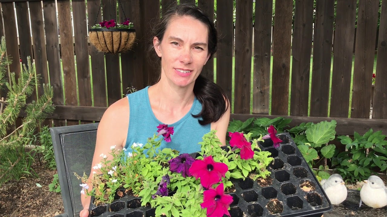 Growing Petunias: Seeding to Planting Out