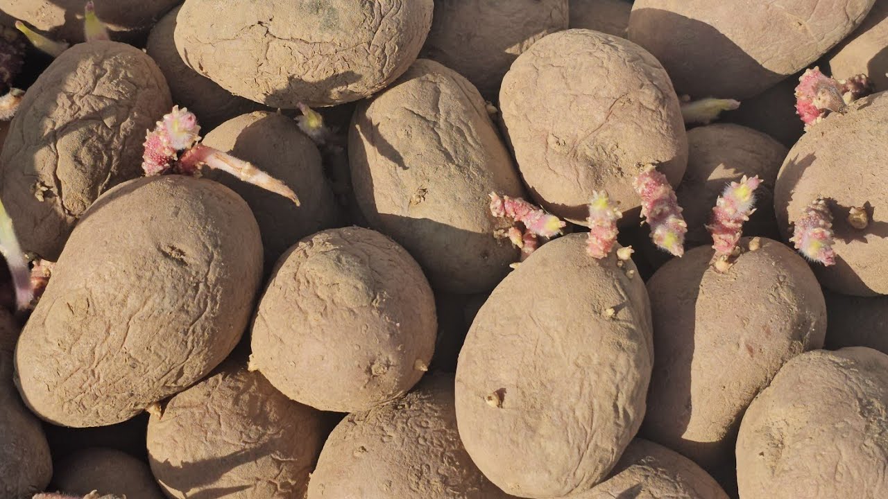 ПОСАДКА КАРТОФЕЛЯ ПОД СОЛОМУ. РЕЦЕПТЫ СЮФ