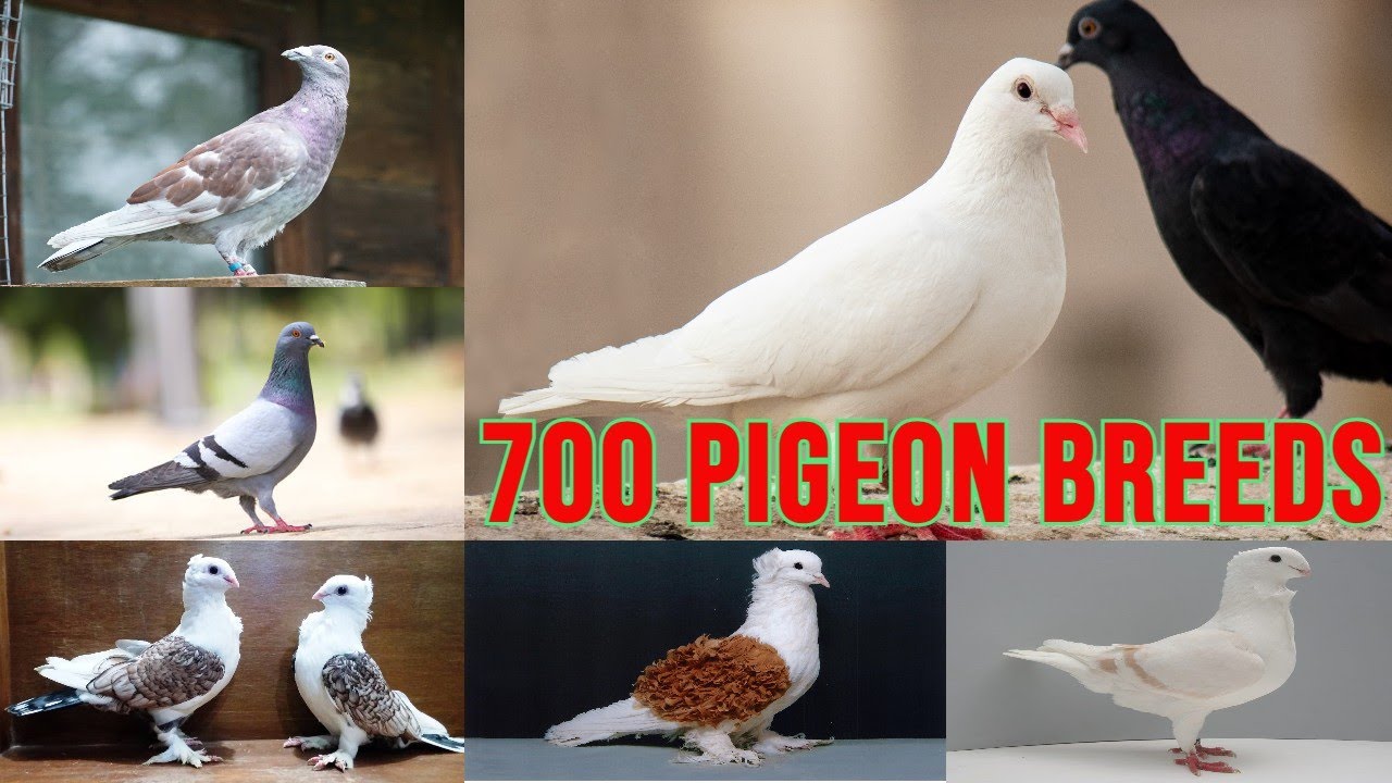All pigeon breeds / 700 pigeon breeds / complete list of pigeon breeds/types of pigeon