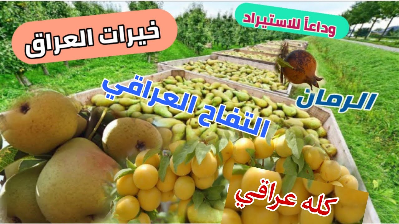مزارع العراق - التفاح العراقي الأصفر -واشجار الحمضيات -الرمان الكربلائي الشهير ،خيرات بلاد الرافدين