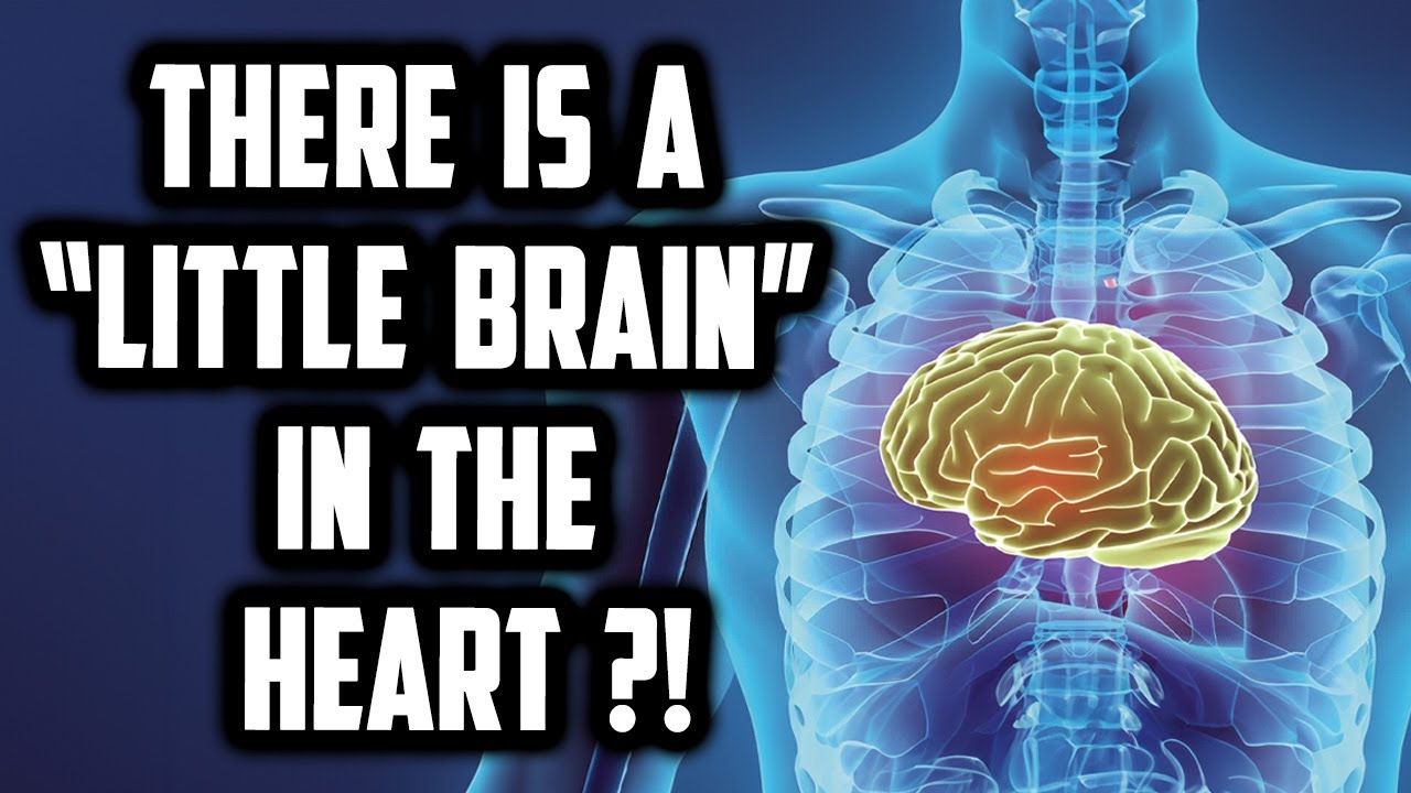 They've Discovered a 'Little Brain' in the Heart?! | Sufi Meditation Center