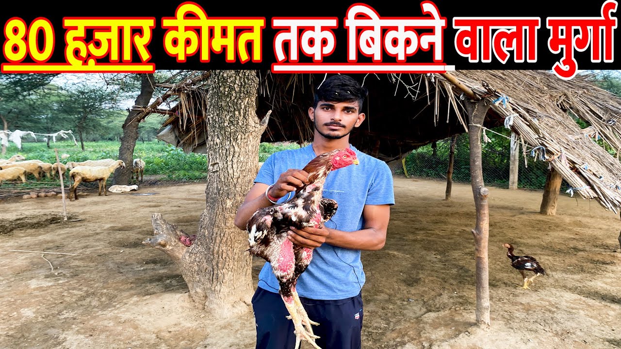 80 हज़ार तक बिकने वाला | Desi Aseel Murga Murgi | Aseel Murgi Farm |  Aseel Murgi Palan