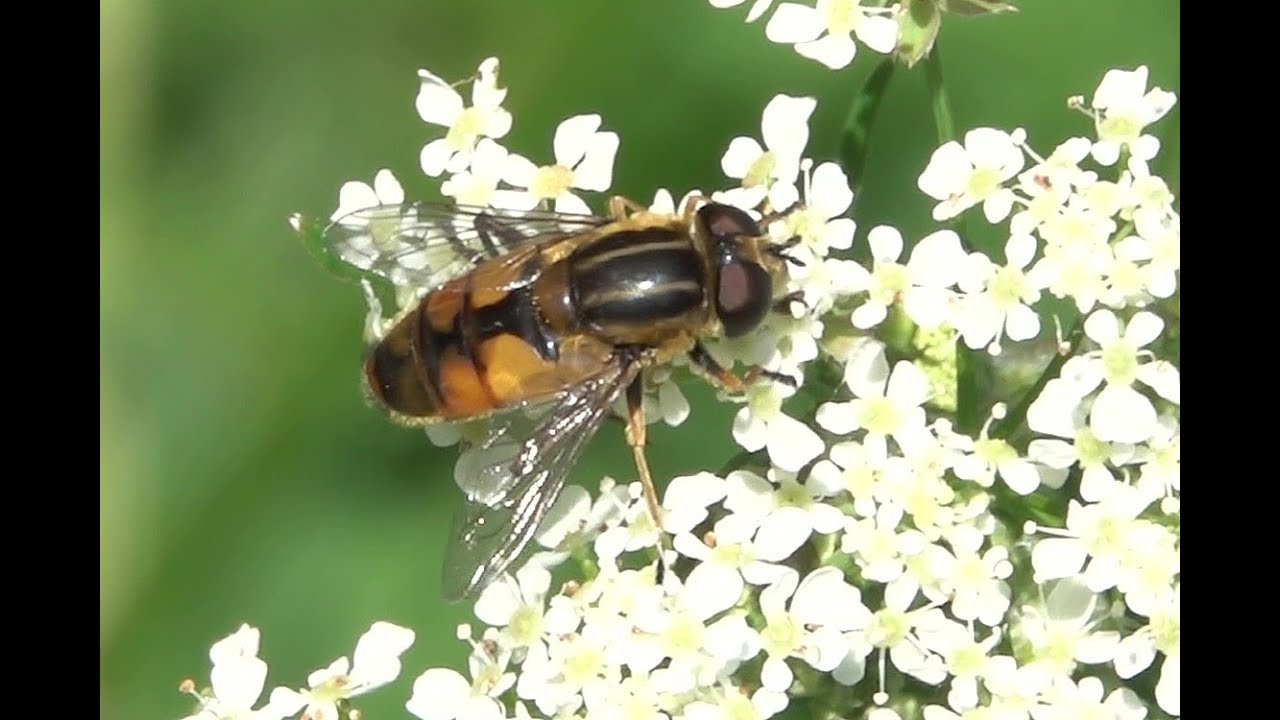 Moeraspendelvlieg Helophilus hybridus