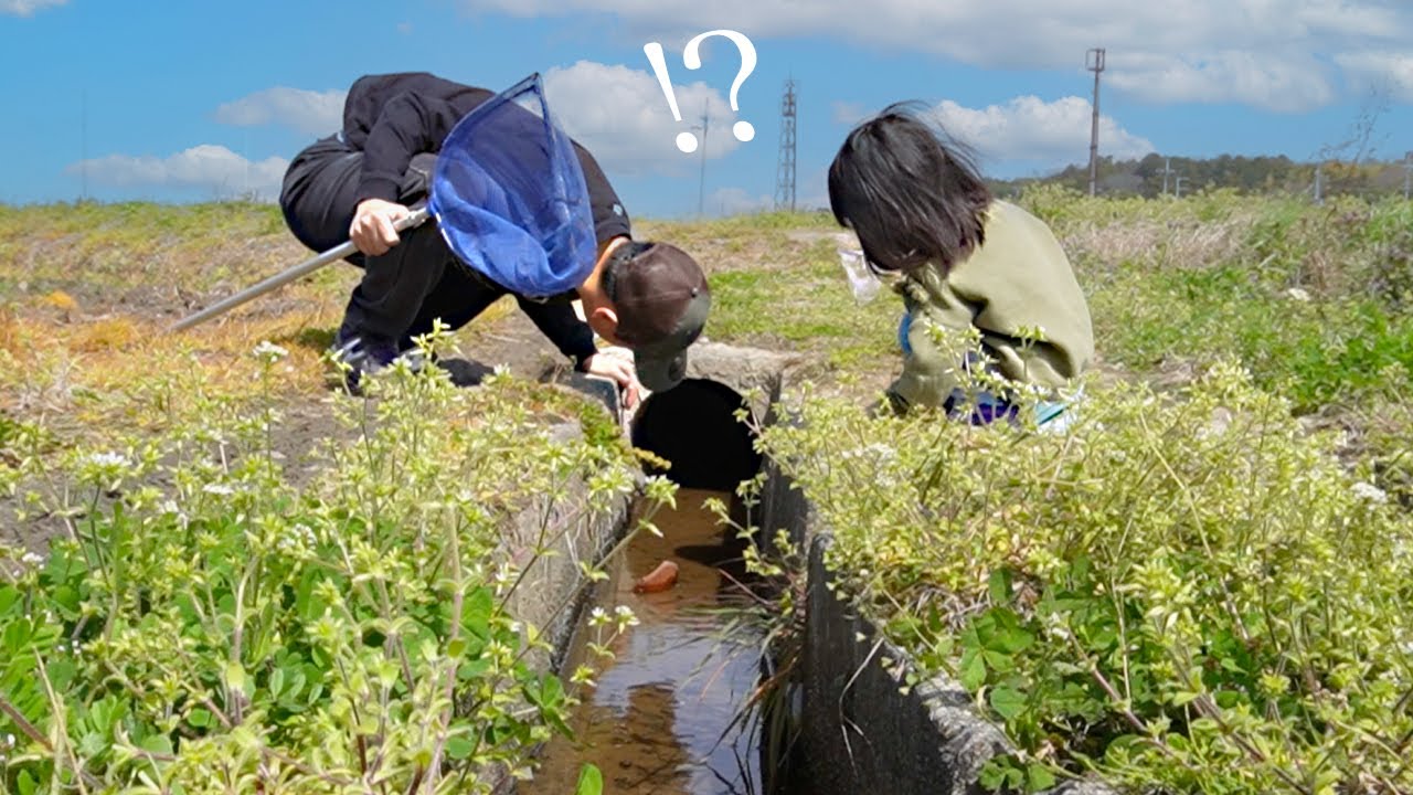 細〜い水路で大量に繁殖していた