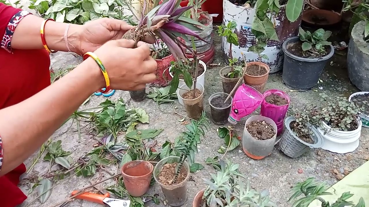 June July August ke mahine mein kaun-kaun plant ki cutting lagaen