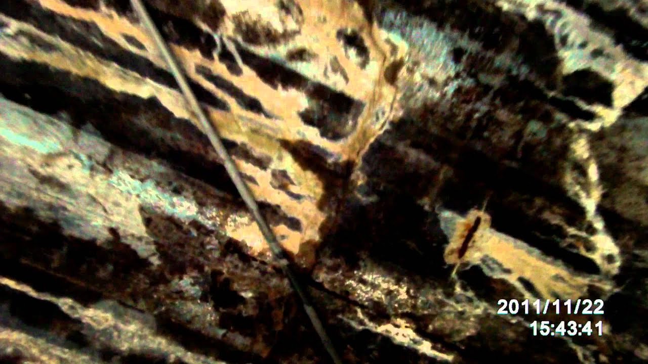 11_22_11  LEAKS