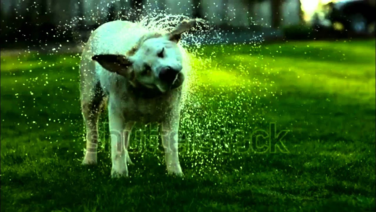 Dog shaking off water slow motion 2