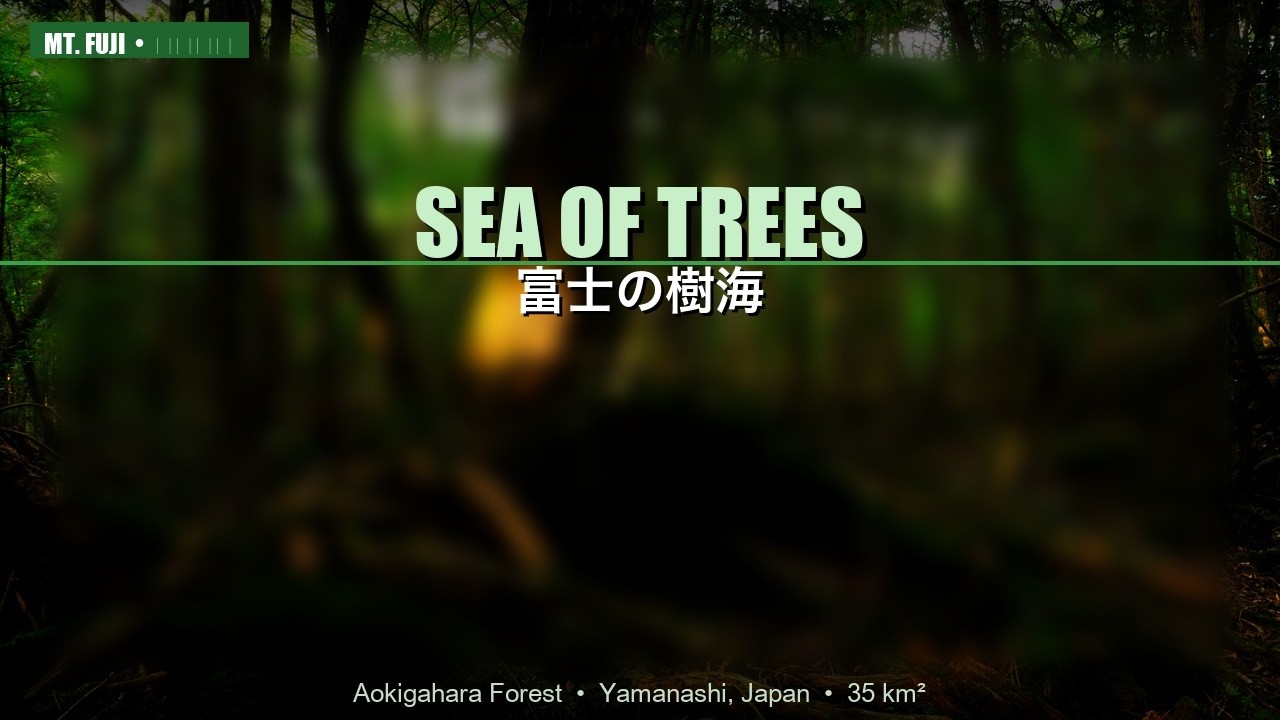 Unsettling tourist spots in Japan - Aokigahara Forest at the foot of Mount Fuji -
