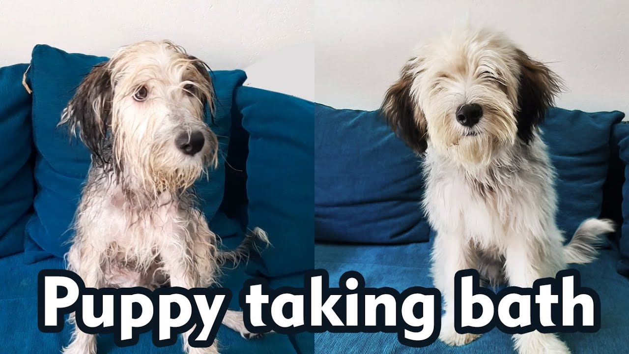 Tibetan terrier puppy getting bath