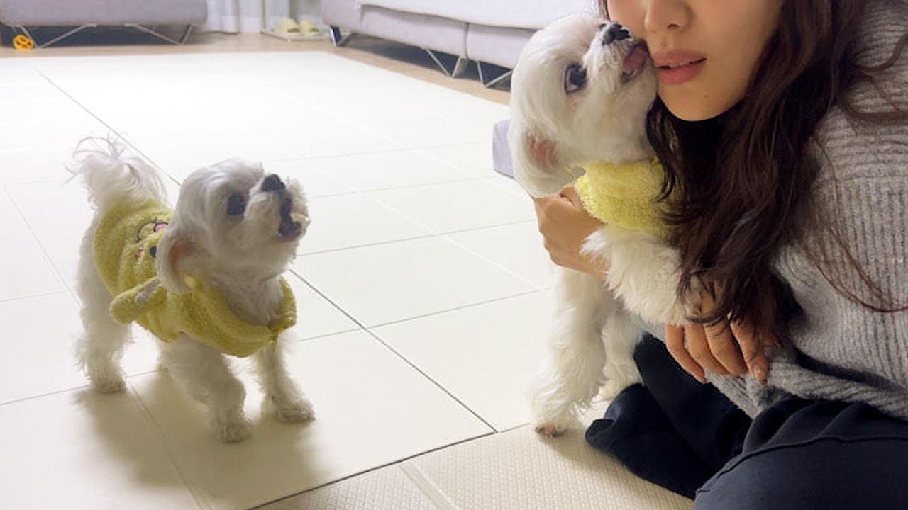 어떻게 우릴 두고 바람을 펴??!!