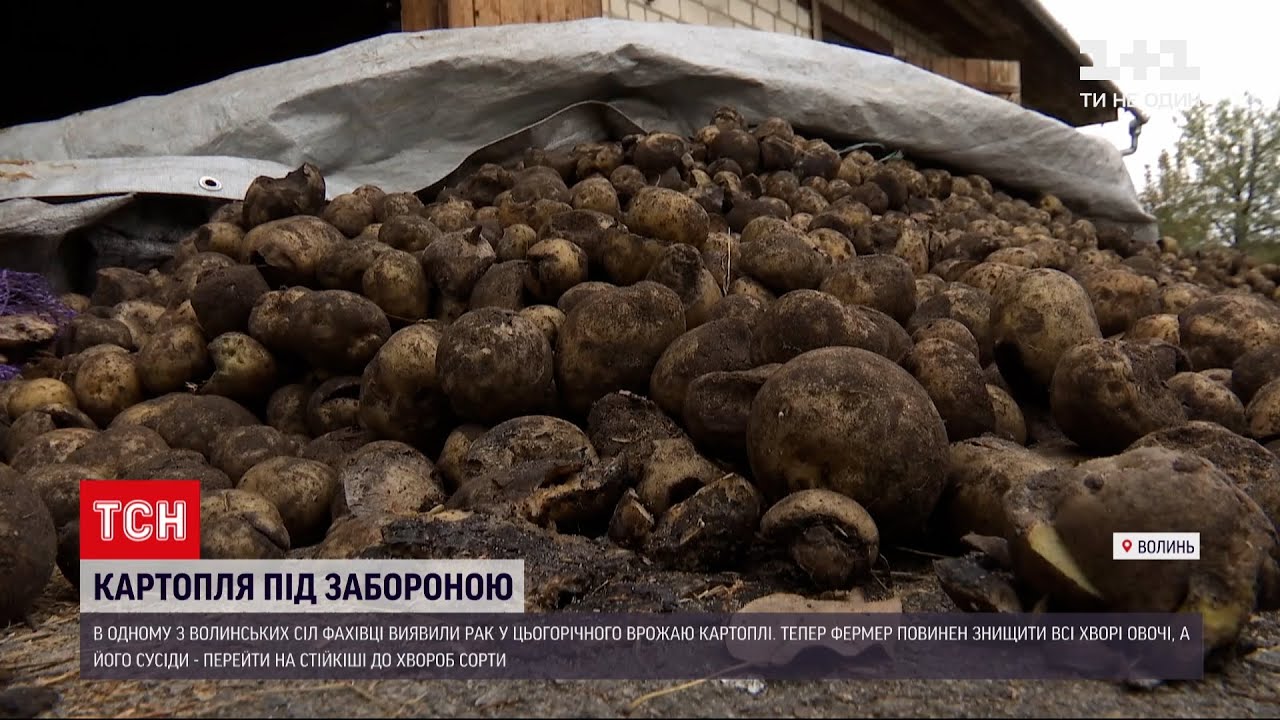 Новости Украины: на Волыни у урожая картофеля обнаружили рак - чем опасны такие овощи
